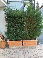 Sichtschutz / Baumzypressen Höhe 2m Breite 1.60m