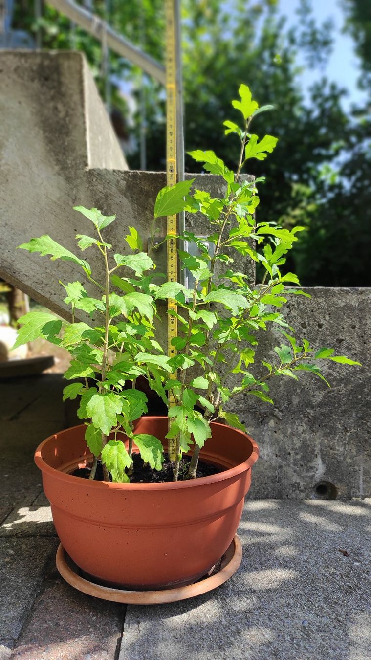 Piante & sementi: Hibiskus, 1-jährig – Usato da Baar venduto da Cooltango