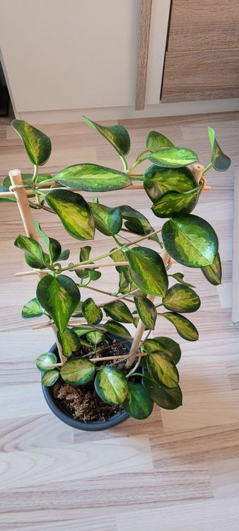 Hoya Australis Lisa grosse Pflanze Kaufen auf Ricardo