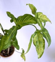 SYNGONIUM*ANGUSTATUM*****