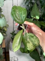 Hoya Patcharawalai 023 (ex. Icensis) silver/splash 🦄✨