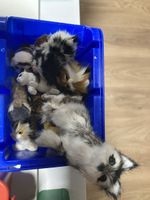 realistische Miniatur-Kätzchen oder kleine Füchse Kunstfell