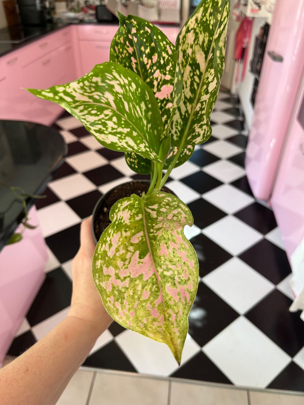 Piante & sementi: Aglaonema plante d’intérieur – Usato da Porrentruy venduto da Madamebovary 2
