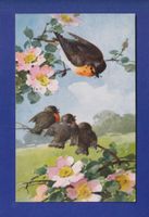 OISEAU - Rouge-Gorge et petits
