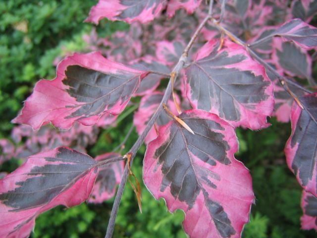 Piante & sementi: Hêtre à feuilles tricolores  20cm – Nuovo (secondo la descrizione) da Bremblens venduto da FIBONACCI369 8