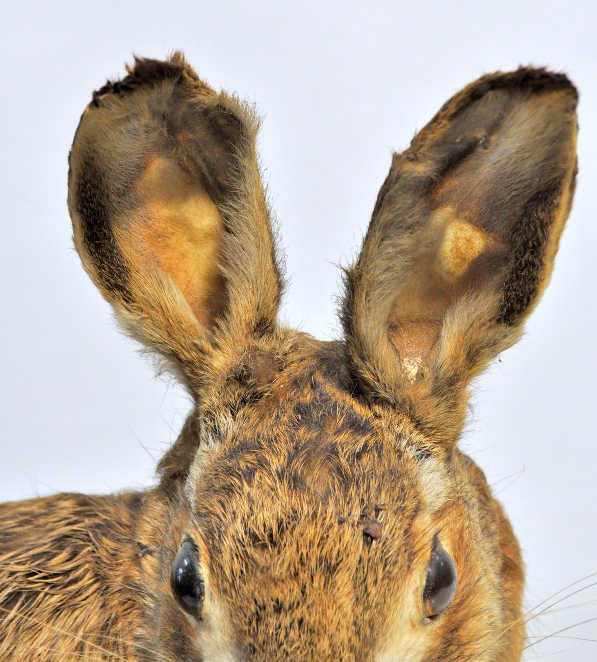 Welt der Tiere: Lièvre naturalisé – Gebraucht aus Neuchâtel von Neuchatel 5