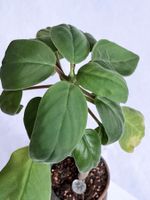 Peperomia vestida var. liadensis Bolivia – Zierpfeffer*RAR**