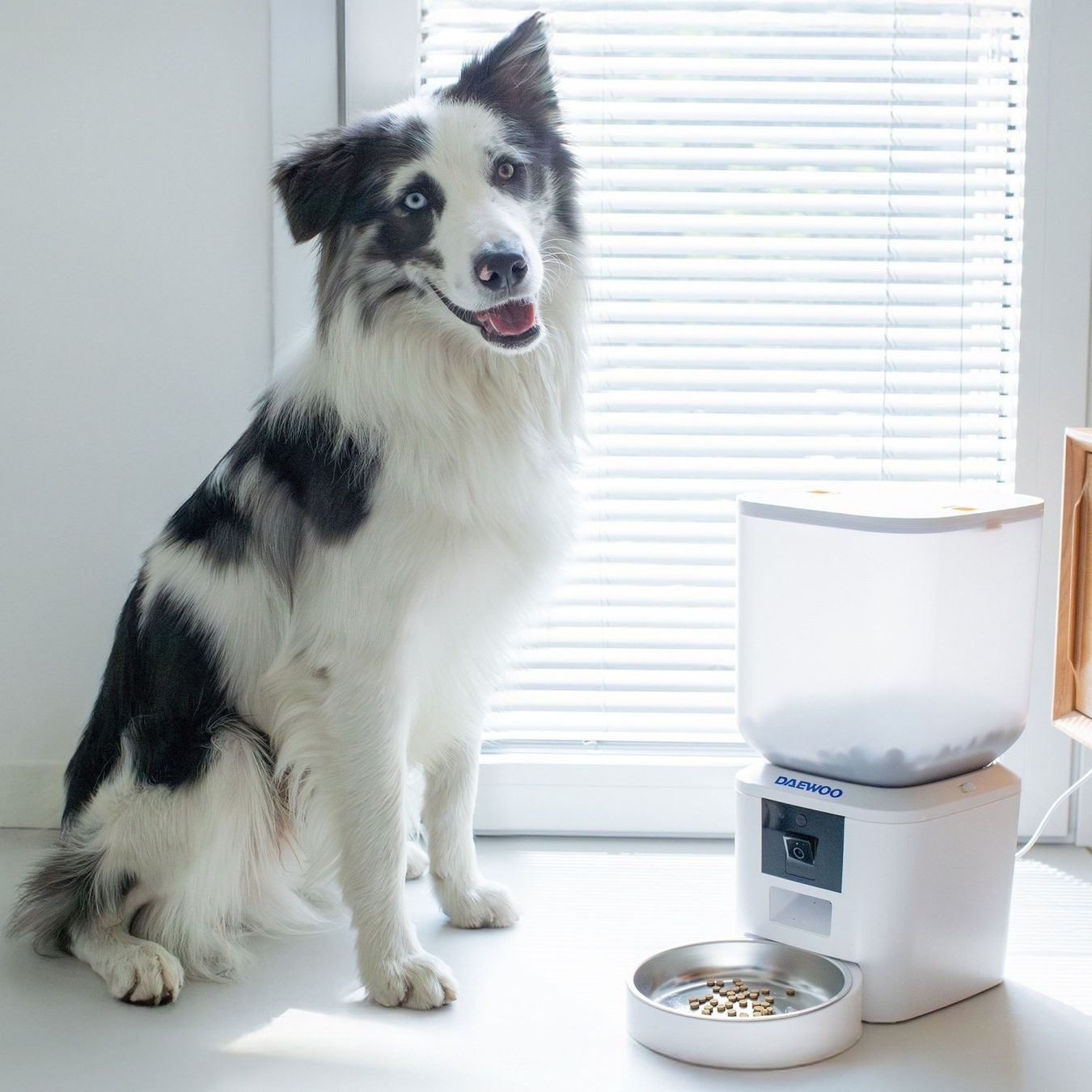Mangimi: Daewoo Smart Pet Feeder + Camera 7L – Nuovo e nell'imballaggio originale da Hitzkirch venduto da Thali_AG 8