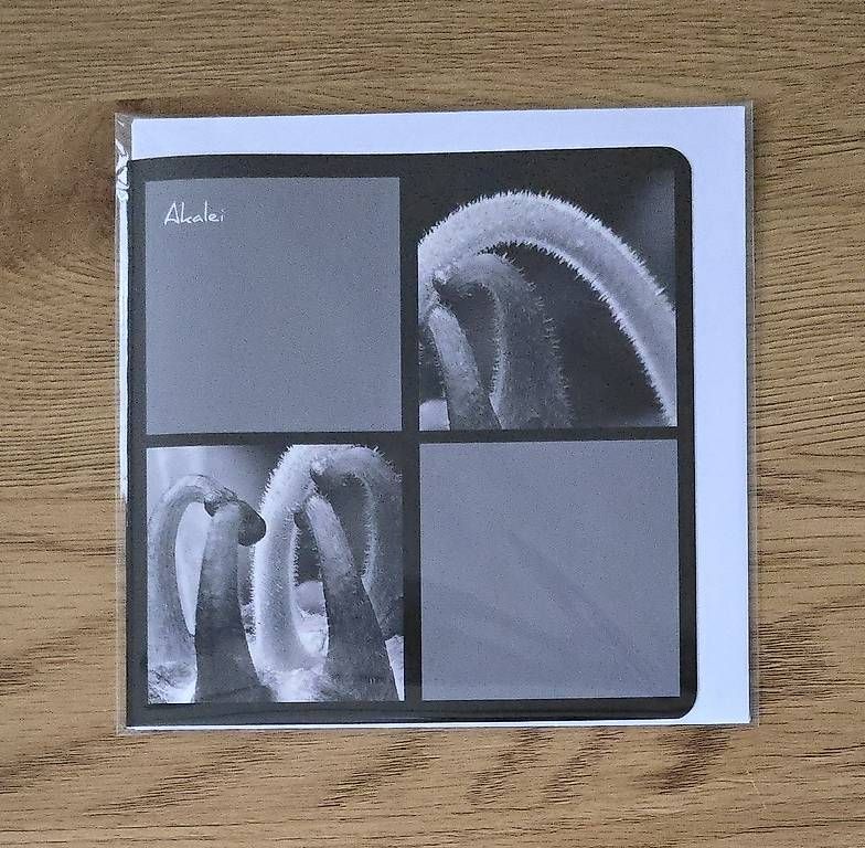 Ansichtskarten: Collagekarte Akalei – Neu und originalverpackt aus Chur von Frei3912 1