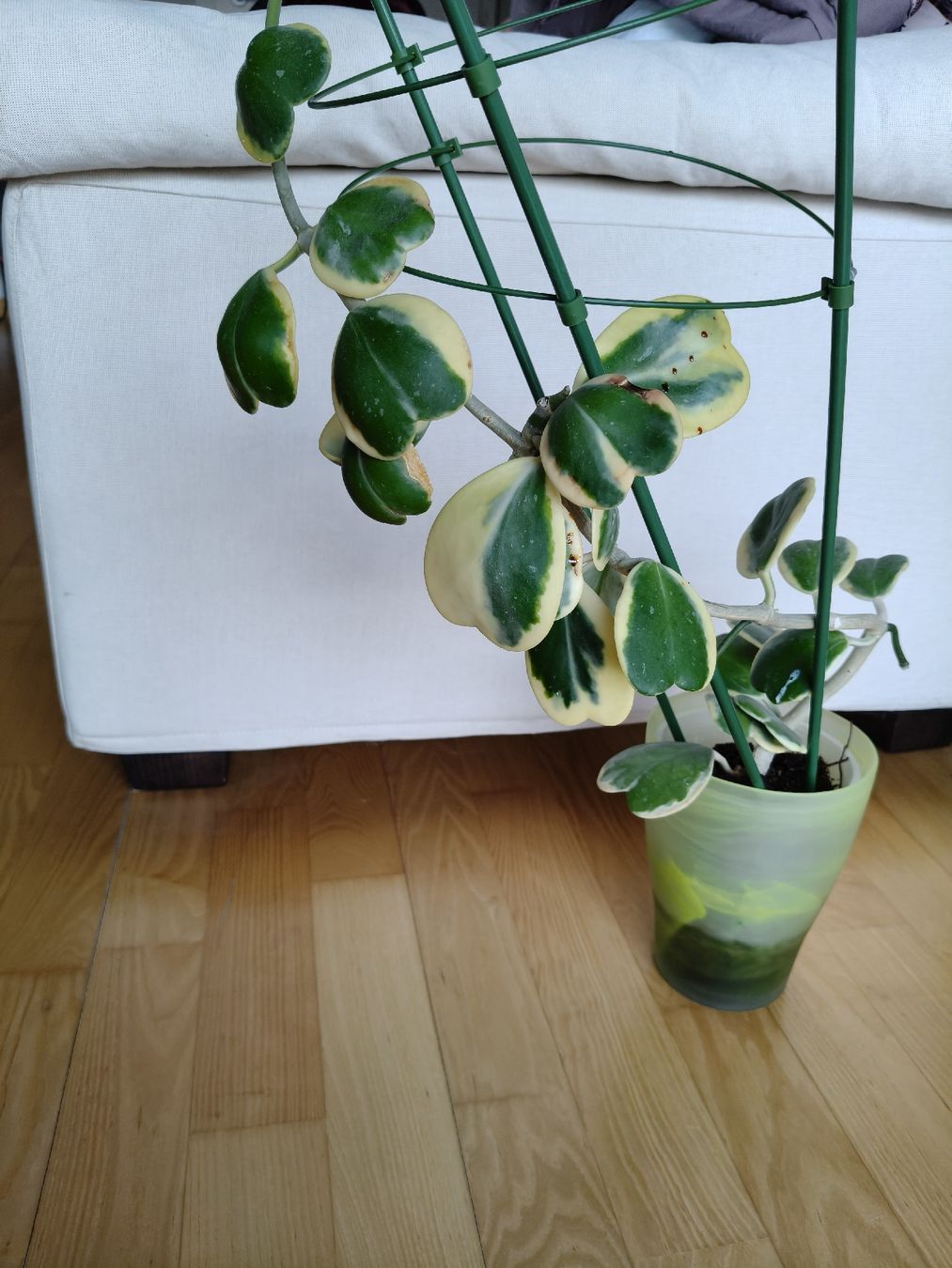 Plantes & graines: Hoya Kerrii Variegata – D'occasion à Chamoson par Yuriyaa