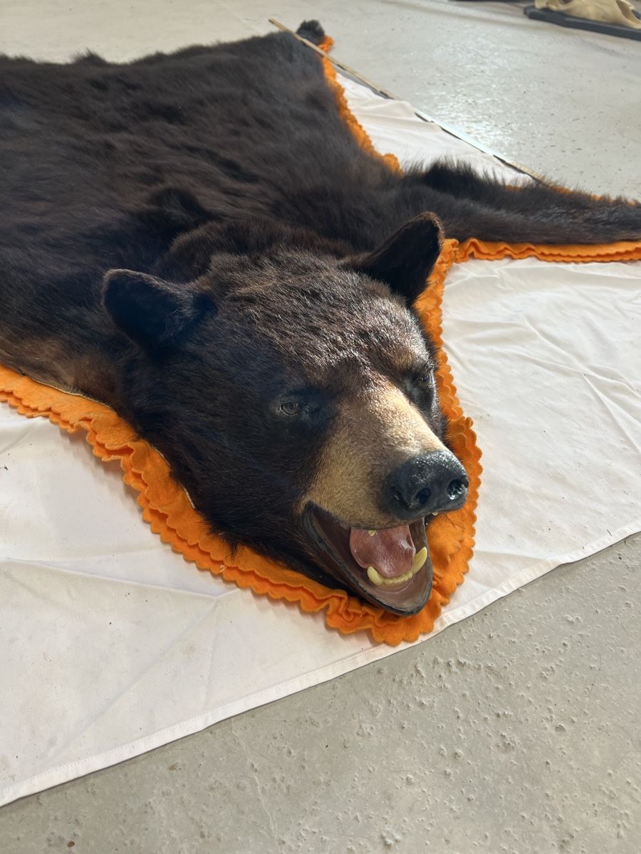 Il mondo degli animali: Schwarzbärfell aus Kanada – Usato da Euthal venduto da ruckzuckrohrfrei 4