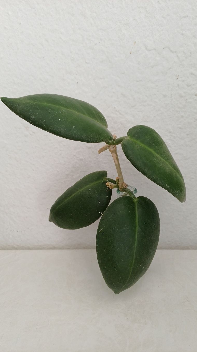 Piante & sementi: Hoya Calycina Stargazer – Usato da Bern venduto da uwi_8t7x