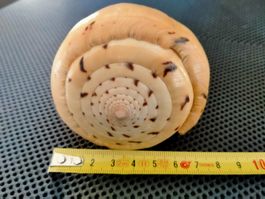 Kegelschnecke Muschel Schnecken Fossil Deko