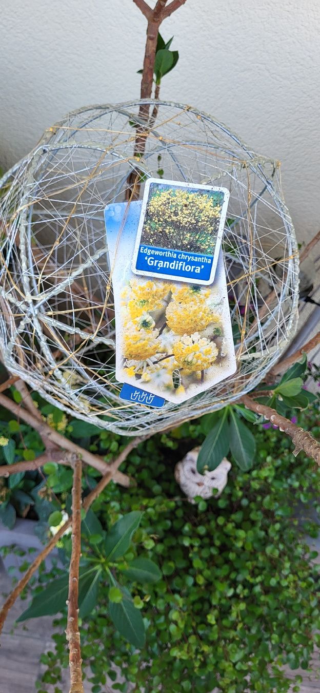 Piante & sementi: zu verkaufen pflanzen selten. – Usato da islikon venduto da mir_8cbw