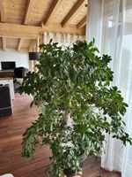 Grosse Zimmerpflanze Schefflera im Topf guter Zustand