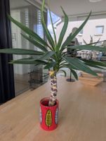 Yucca-Palme mit frischem Austrieb im roten Übertopf 