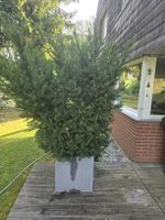 Sichtschutz Eibe
