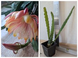 Epiphyllum Blattkaktus Epicactus King Midas Ableger