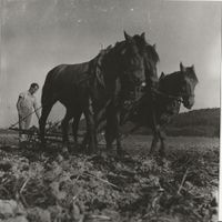 Landwirtschaft, Pflügen, Pferdegespann, schöne Originalfoto