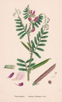 VICIA EU-SATIVA, SAATWICKE, LITHOGRAPHIE UM 1890