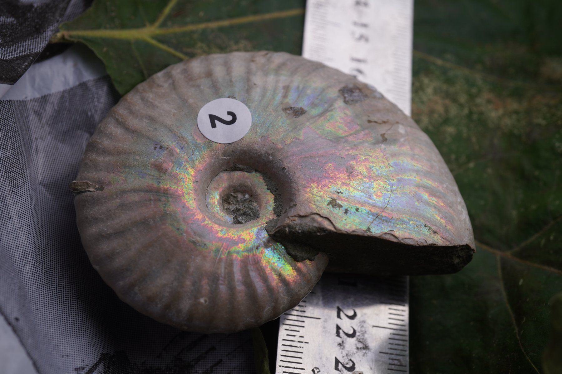 Minéraux & Lithothérapie: Ammonit  Opalisiert   Wunderschön  ca  75mm – Neuf avec emballage d'origine à Eschenbach SG par topstone 3