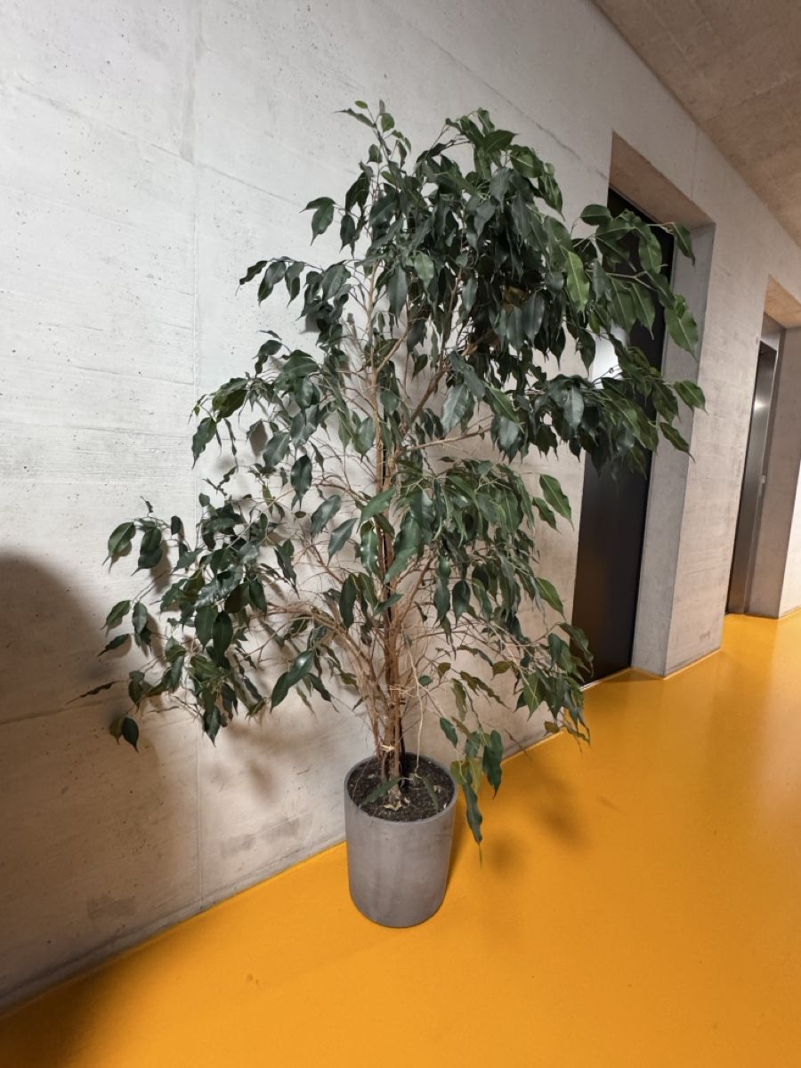 Piante & sementi: Grosser Ficus Benjamina Topfpflanze – Usato da Bern venduto da louclaire