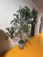 Grosser Ficus Benjamina Topfpflanze