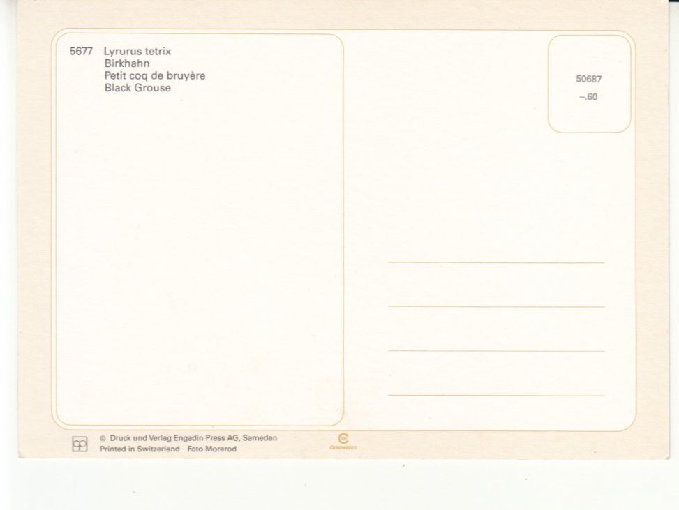Cartoline postali: Birkhahn, Engadin Press Samedan, ca. 1980 – Usato da Bürglen TG venduto da StampGraf 1