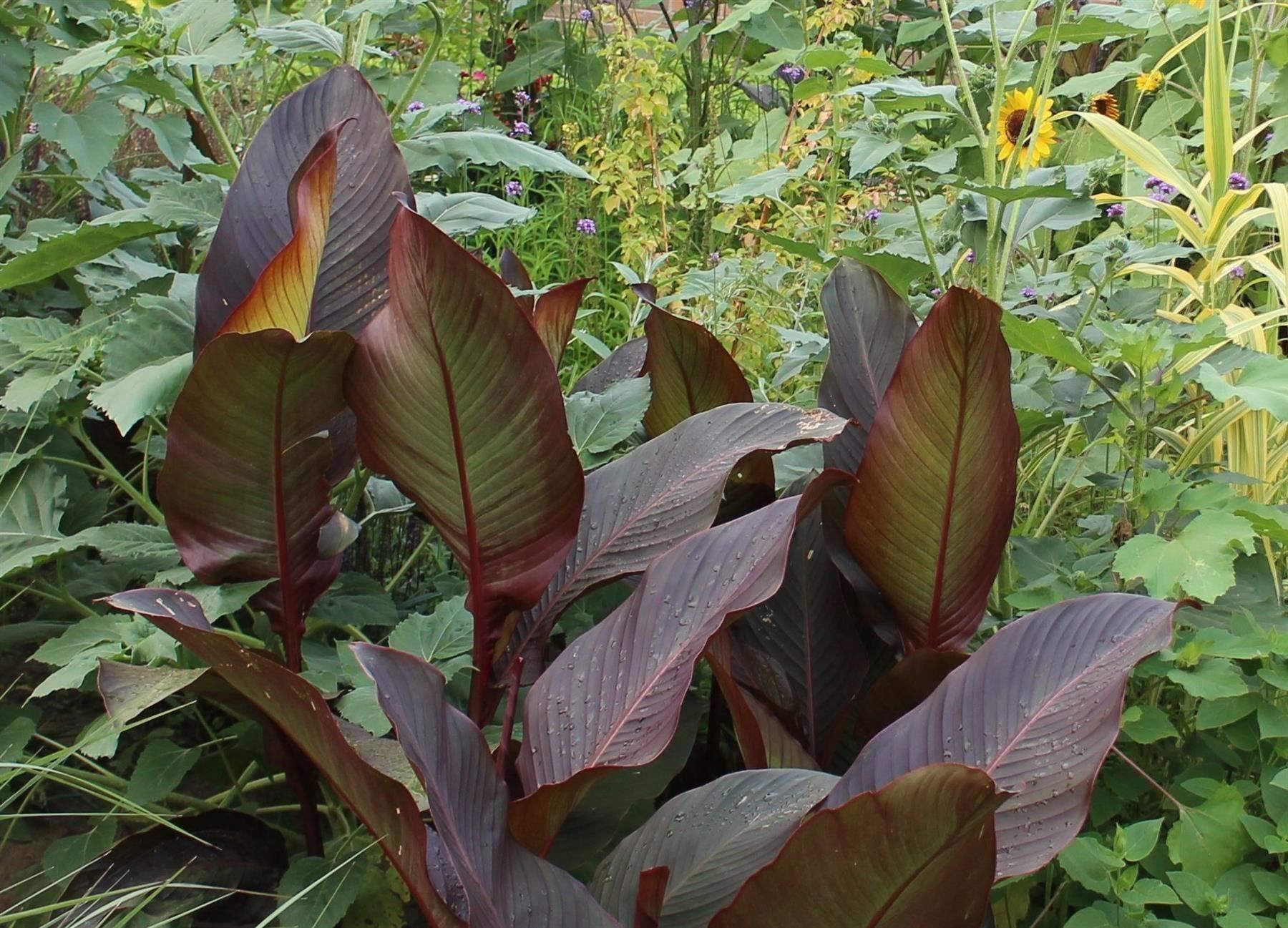 Piante & sementi: Canna Géant red Russian +250cm  (2x) – Nuovo (secondo la descrizione) da Bremblens venduto da FIBONACCI369 1