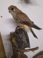 Präparat Turmfalke mit Star als Beute