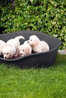 Hunde Kunststoffbett Sleepers Masse: 80.5 x 55cm