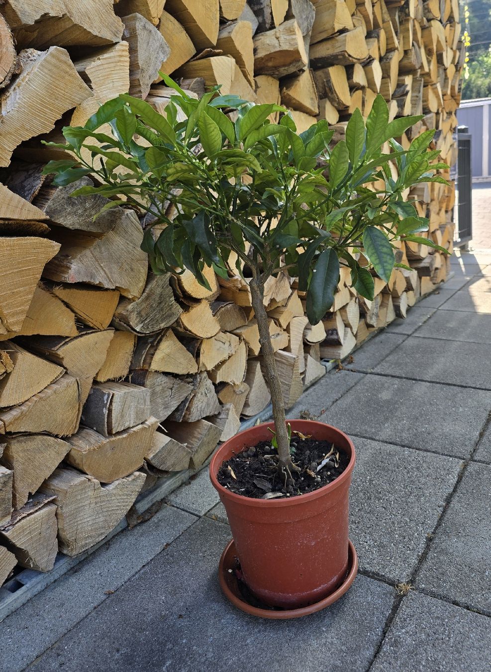 Pflanzen & Samen: Kumquat Stämmchen – Gebraucht aus Aarburg von popkorn65 3