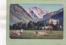 Interlaken Höhematte u Jungfrau Kühe 1910