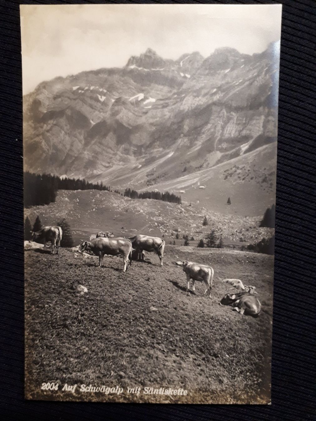Cartoline postali: AUF SCHWAGALP - KUHE – Usato da Ponto Valentino venduto da giorgia06