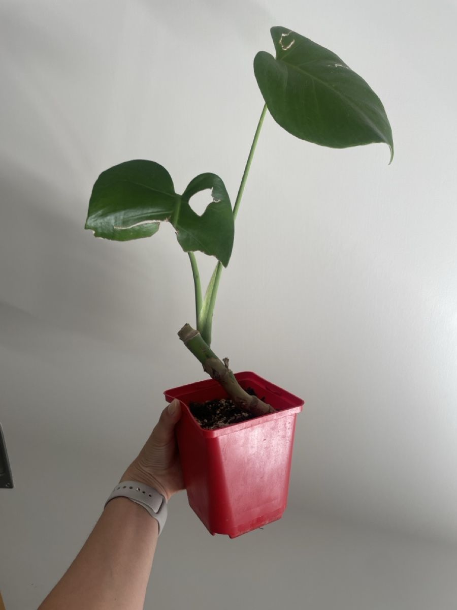 Piante & sementi: Baby monstera – Usato da Bern venduto da adr_62mn 1