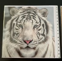 NEUE Karte ohne Text mit Kuvert, Foto weisser Tiger, 16x16