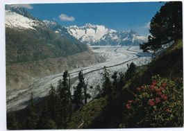 BETTMERALP Naturschutzgebiet Aletschwald, Aletschgletscher
