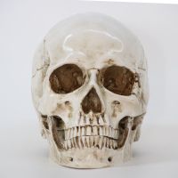 Menschlicher Schädel aus Harz 1:1 / Crâne en résine [NEU]