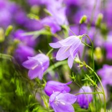Profile image of Campanula67