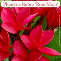 PLUMERIA RUBRA (FRANGIPANI) - Duftpflanze der Tropen
