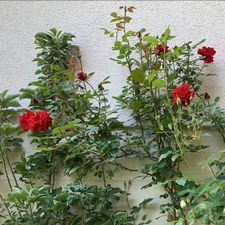 Profile image of miarosen