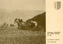 Mayens de Sion   VS  -  La montée au mayen    mulets
