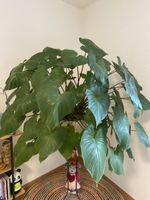 Homalomena rubescens „Maggy“ Zimmerpflanze gross im Topf