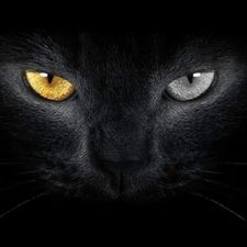 Profile image of SwissCARDdealer
