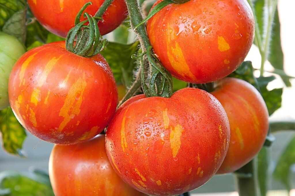 Pflanzen & Samen: TOMATE "Tigerella Bicolore"/ 10 Samen – Neu (gemäss Beschreibung) aus Hinteregg von ERFOLG78 1