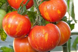 TOMATE "Tigerella Bicolore"/ 10 Samen