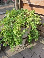 Grüne Efeupflanze im Topf für Garten in 6064 Kerns