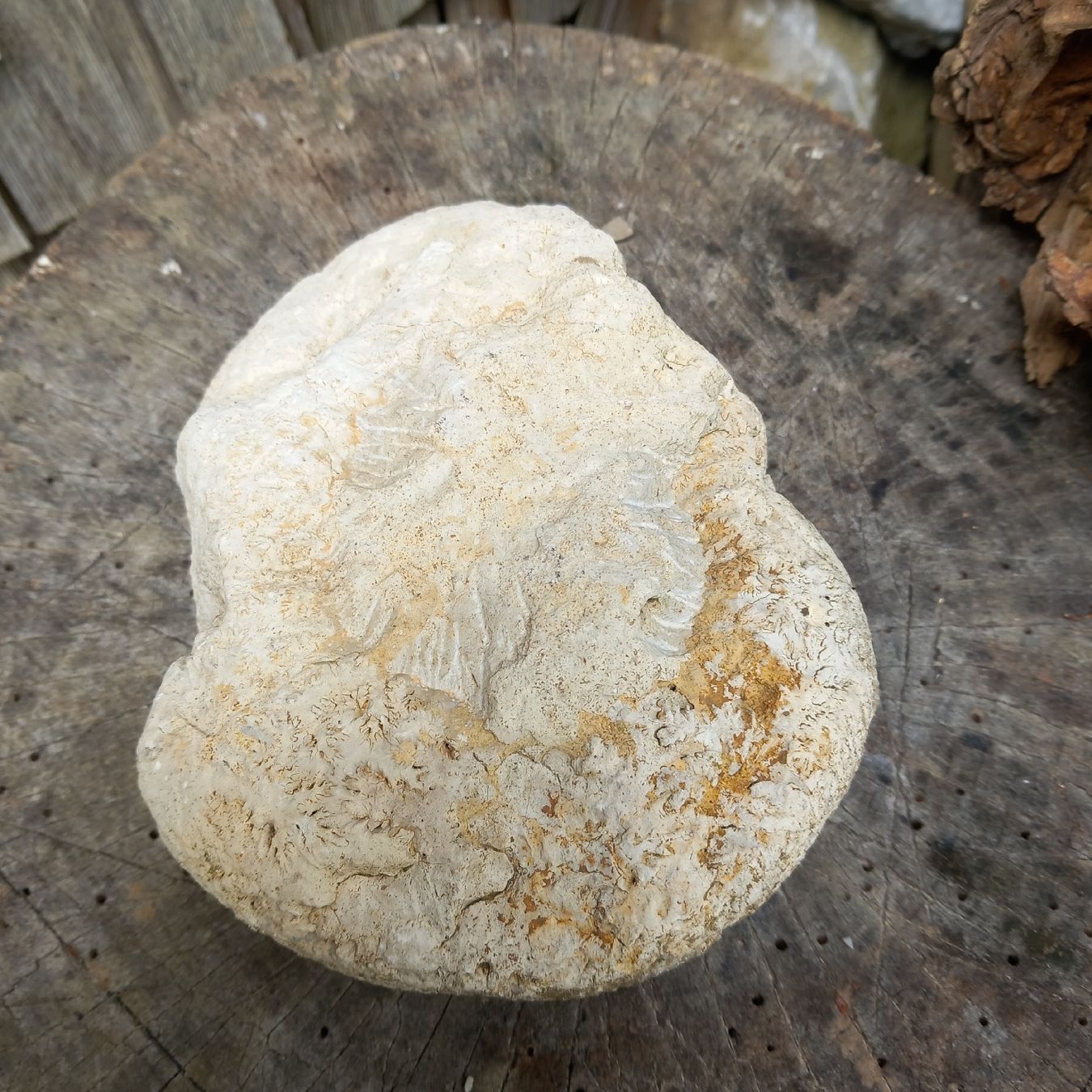 Fossiles: Fossil Stein – D'occasion à Ebnat-Kappel par blazzi 2