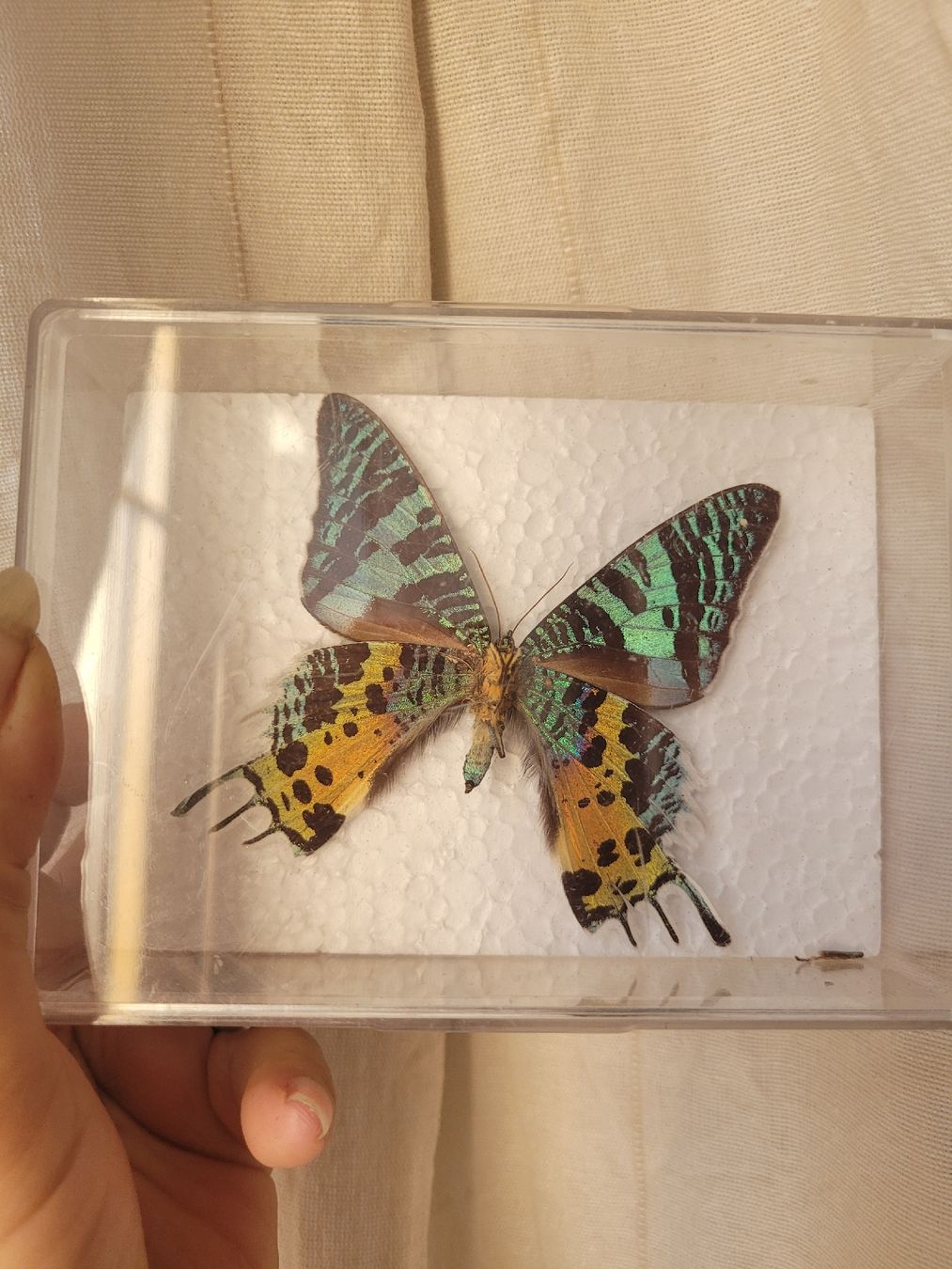 Il mondo degli animali: Papillon Urania Ripheus Madagascar naturalisé – Usato da Vevey venduto da lba_dd82 1