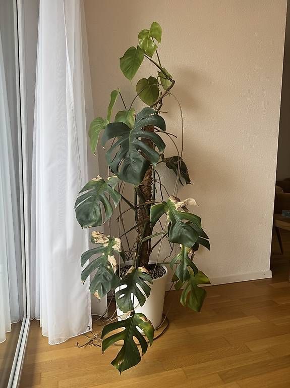 Piante & sementi: Pflanze Monstera / Fensterblatt – Usato da Liebefeld venduto da BernVerkaufAnkauf 1